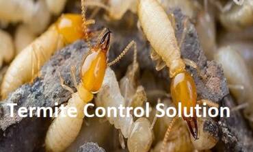 Termite Control Service